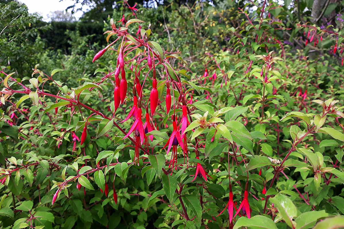 A horizontal image of a hardy fuchsia plant growing in the garden with bright red and purple flowers.