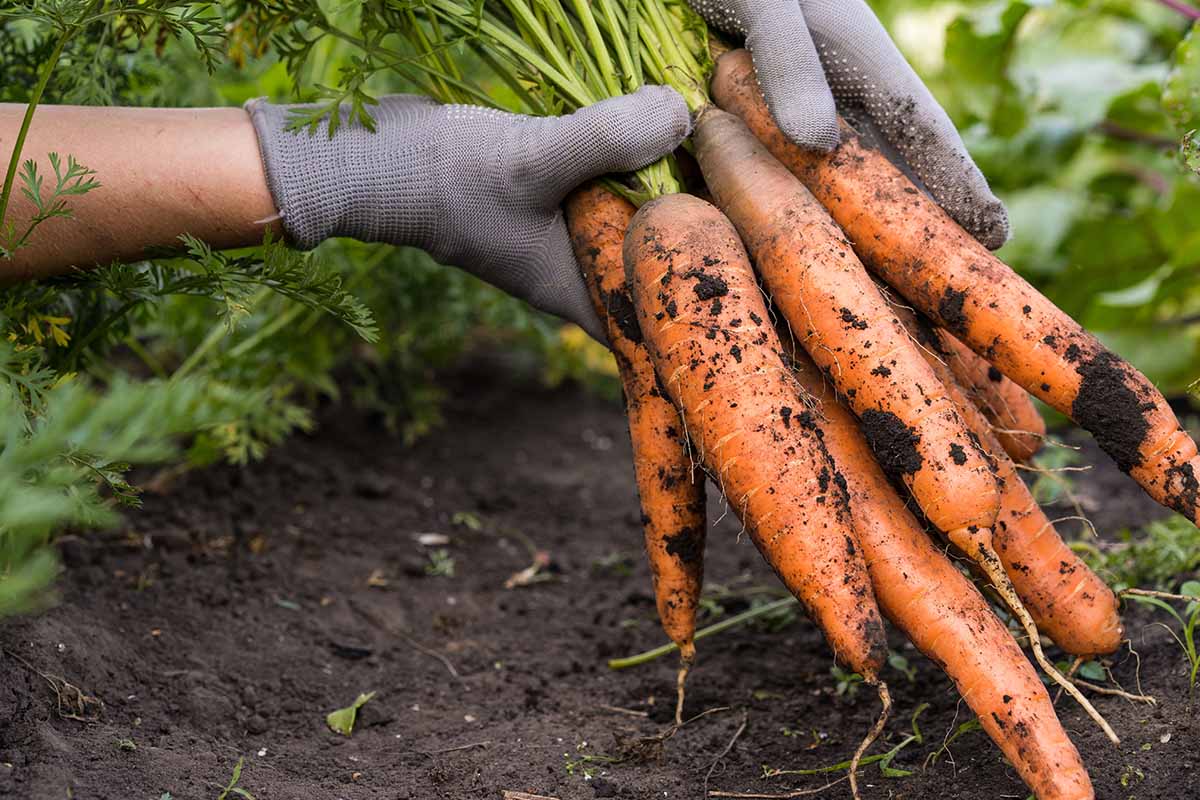 A horizontal image of two gloved hands from the top of the frame pulling up homegrown carrots from the garden.