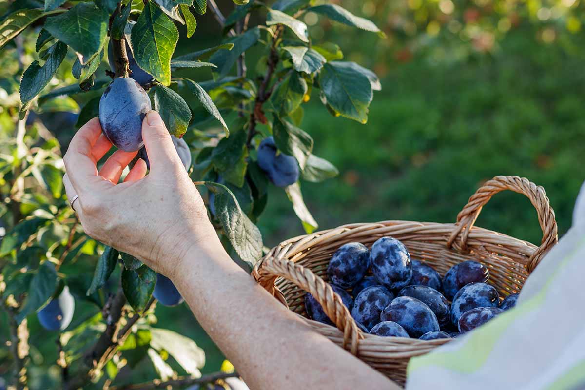 A close up horizontal image of a gardener harvesting dark purple plums from a tree in the garden.