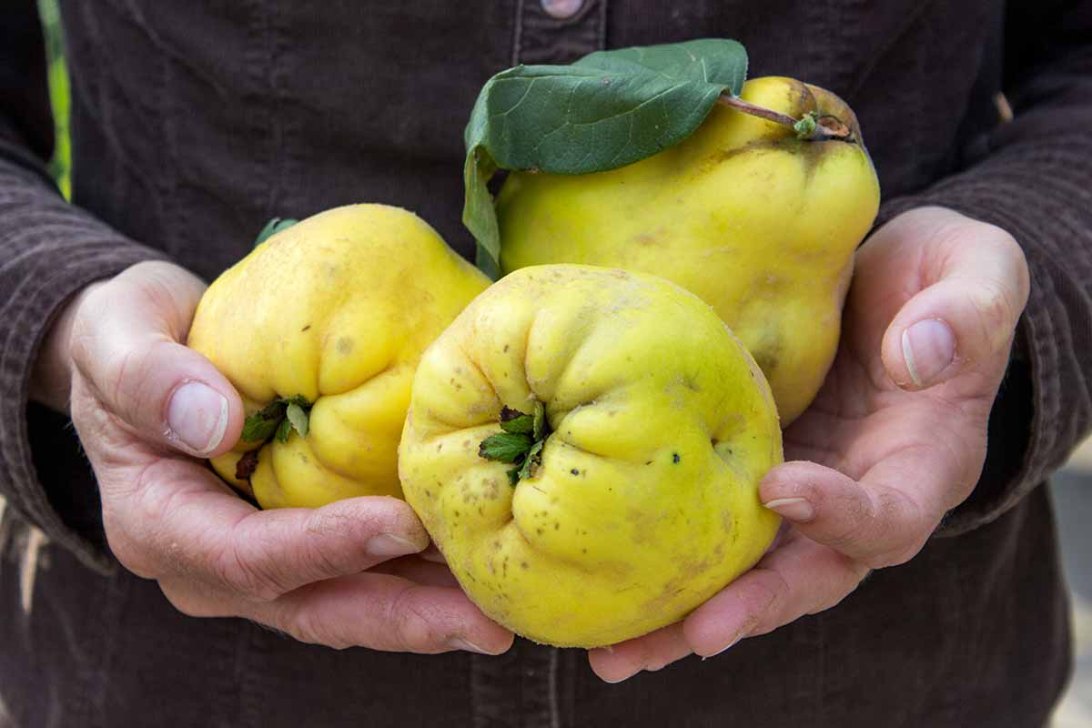 A horizontal photo of a gardener holding three fresh quince in both hands.