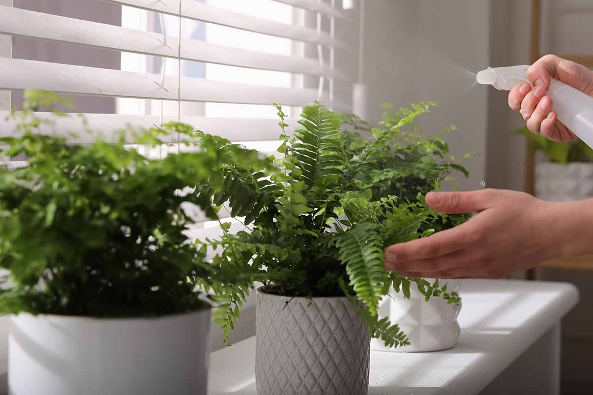 A close up horizontal image of two hands from the right of the frame using a spray bottle to mist the foliage of a potted Boston fern set on a windowsill.