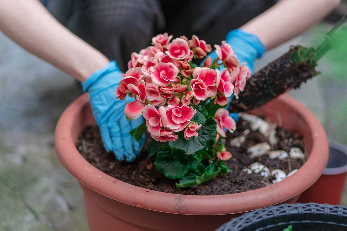 A close up horizontal image of a gardener planting wax begonias in a plastic terra cotta pot, pictured on a soft focus background.