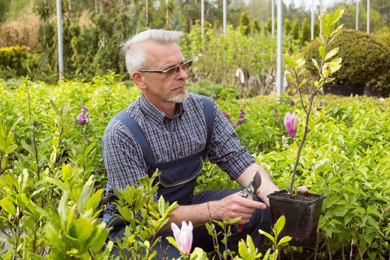 How to Grow and Care for Southern Magnolia Trees