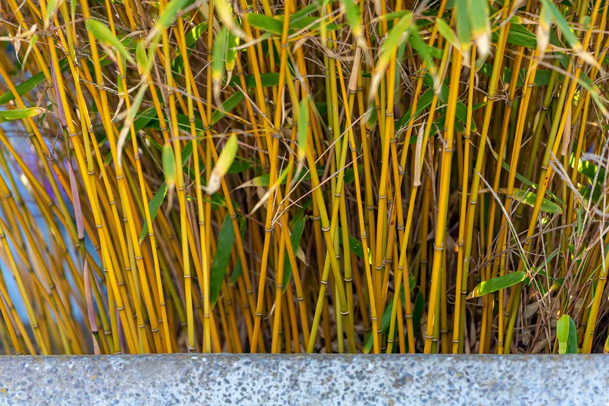 A close up horizontal image of the woody stems of bamboo growing in a concrete planter.