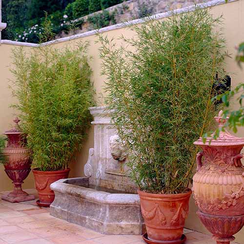 A square image of two large terra cotta planters growing bamboo set beside a fountain on a closed in patio.