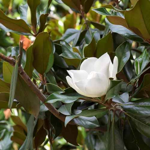 A close up square image of the flowers and foliage of a 'Green Giant' southern magnolia growing in the garden.