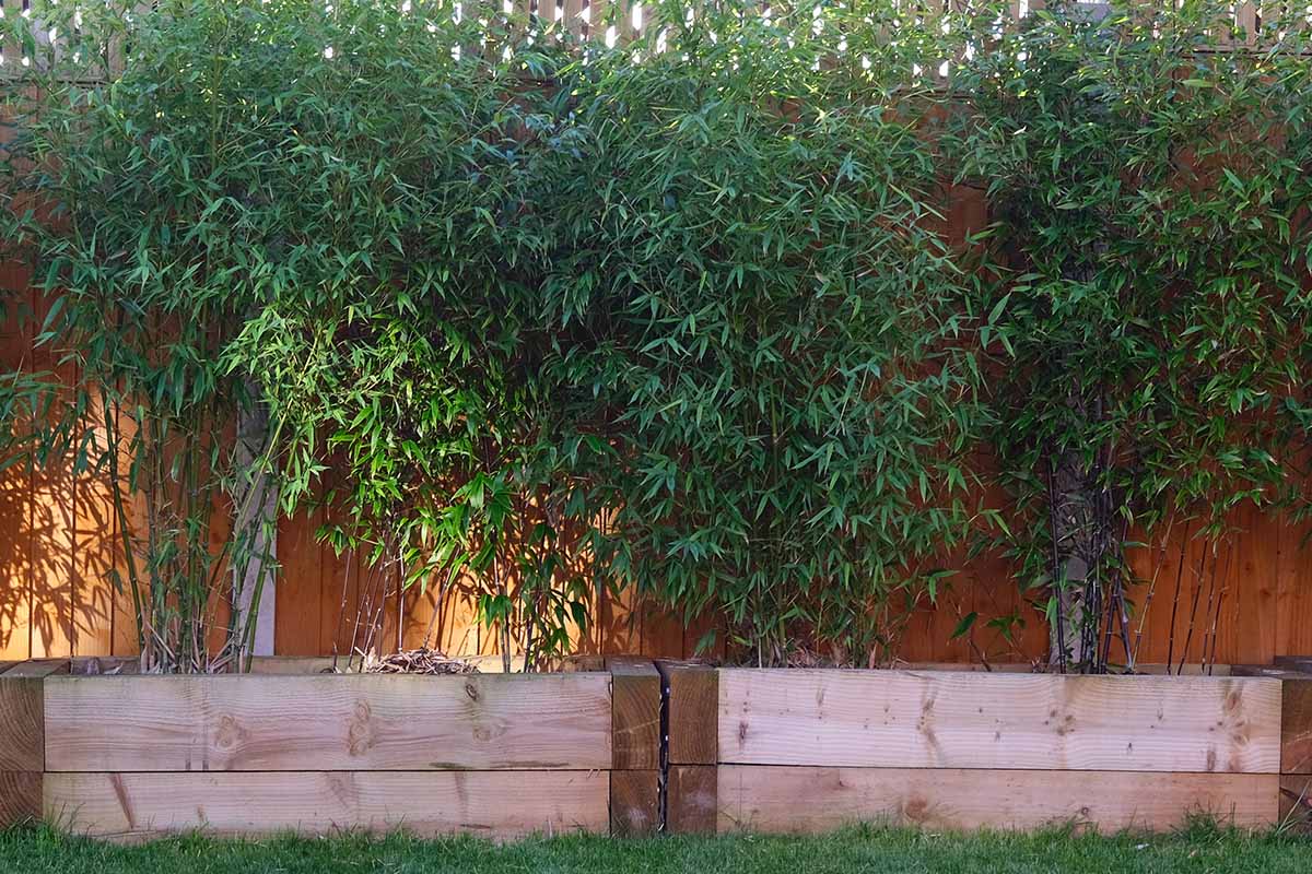 A close up horizontal image of bamboo plants growing in large wooden rectangular planters.