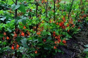 A close up horizontal image of scarlet runner beans growing in the vegetable garden in full bloom.