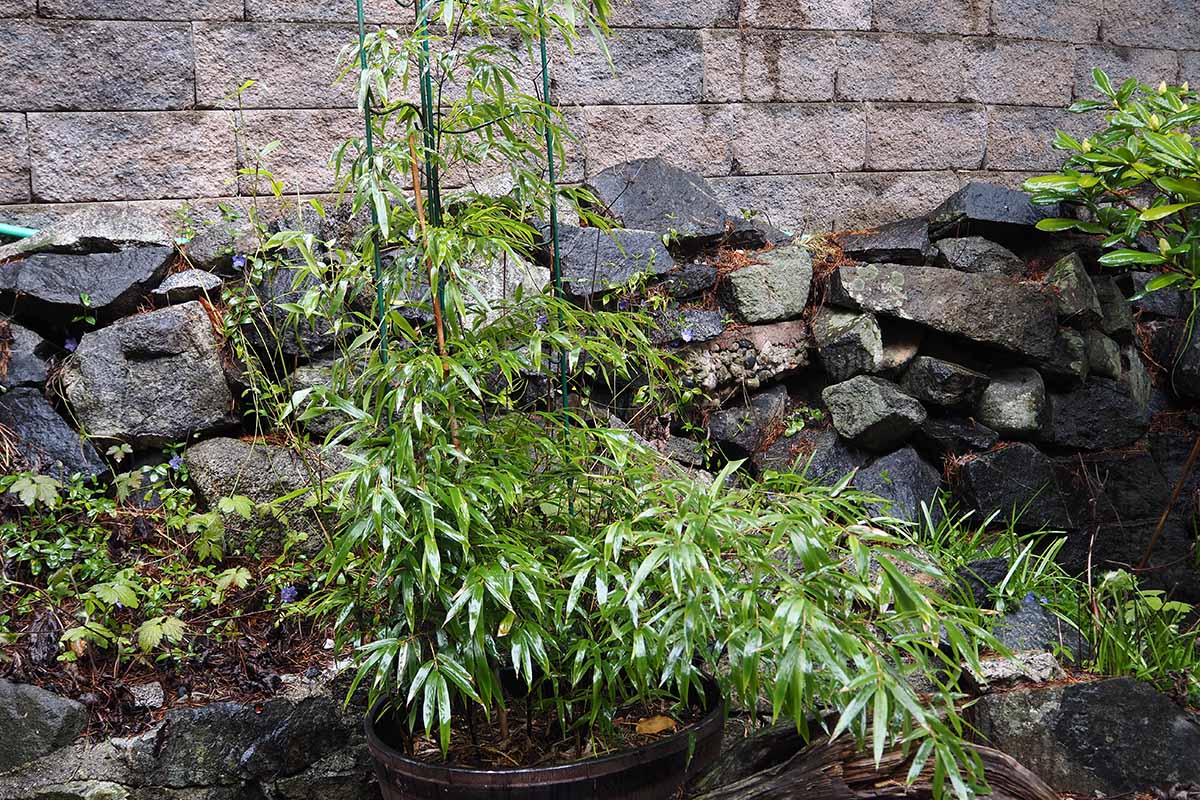 A close up horizontal image of a potted bamboo plant in a rock garden with a stone fence in the background.