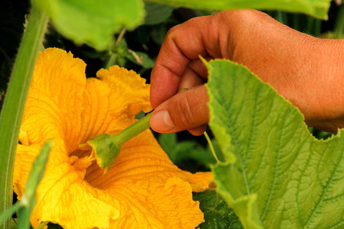 A horizontal photo of a gardener's hand pollinating a zucchini flower on the vine.