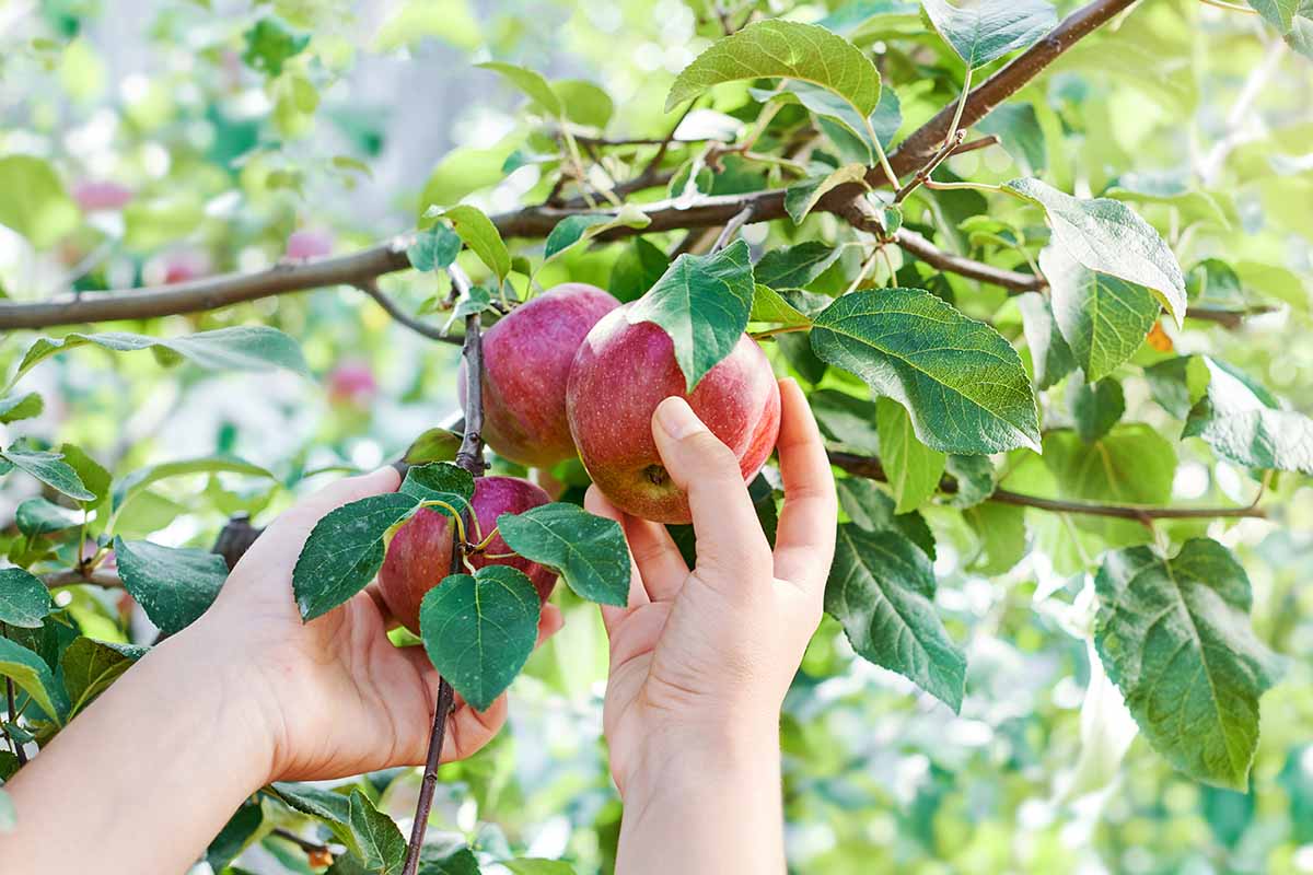 A horizontal image of hands from the bottom of the frame harvesting apples from a tree, pictured on a soft focus background.
