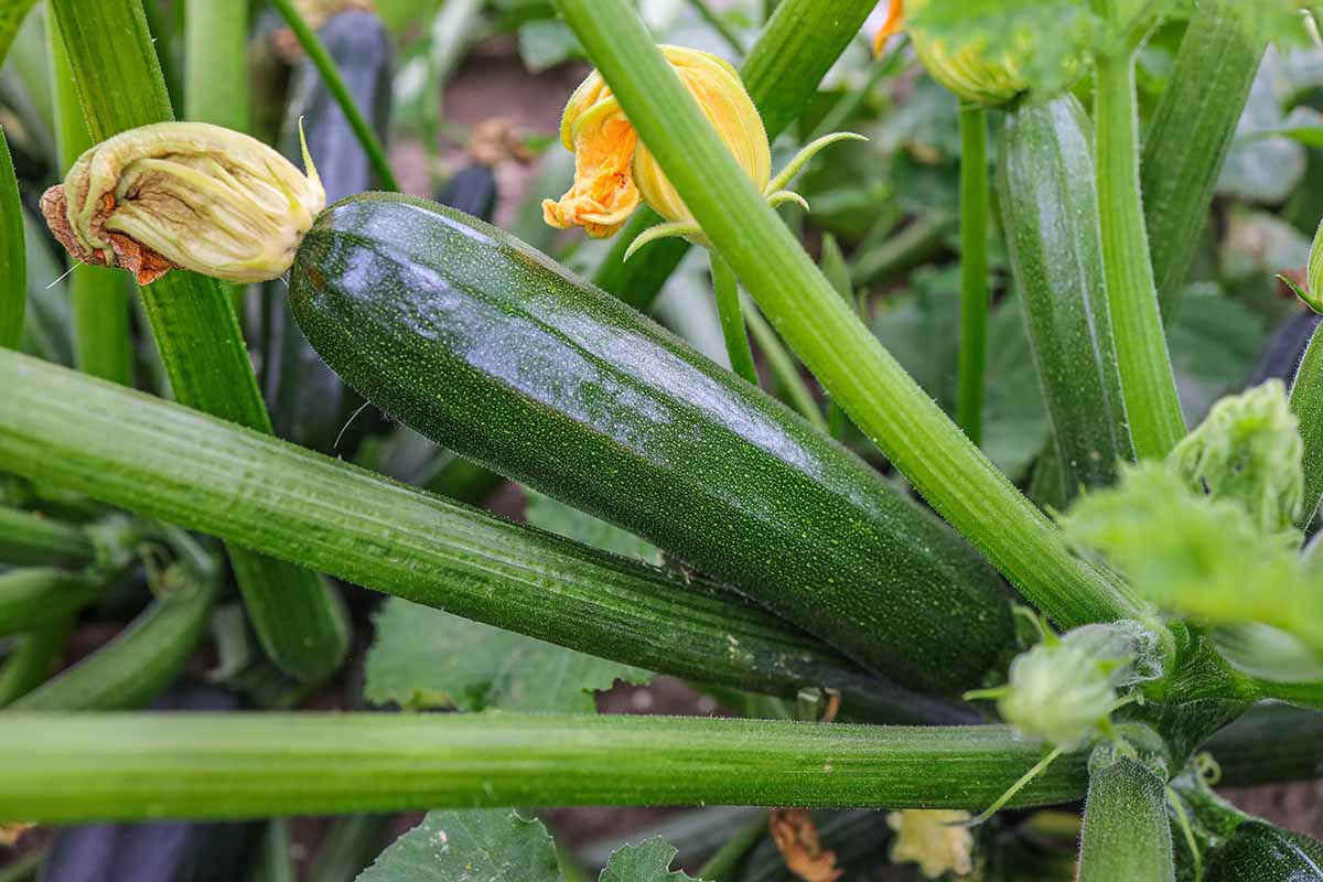 A horizontal close up of a zucchini growing on a vine in a garden bed.
