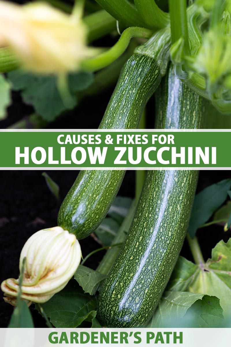 A vertical close up of two zucchinis growing in a garden. Green and white text span the center and bottom of the frame.
