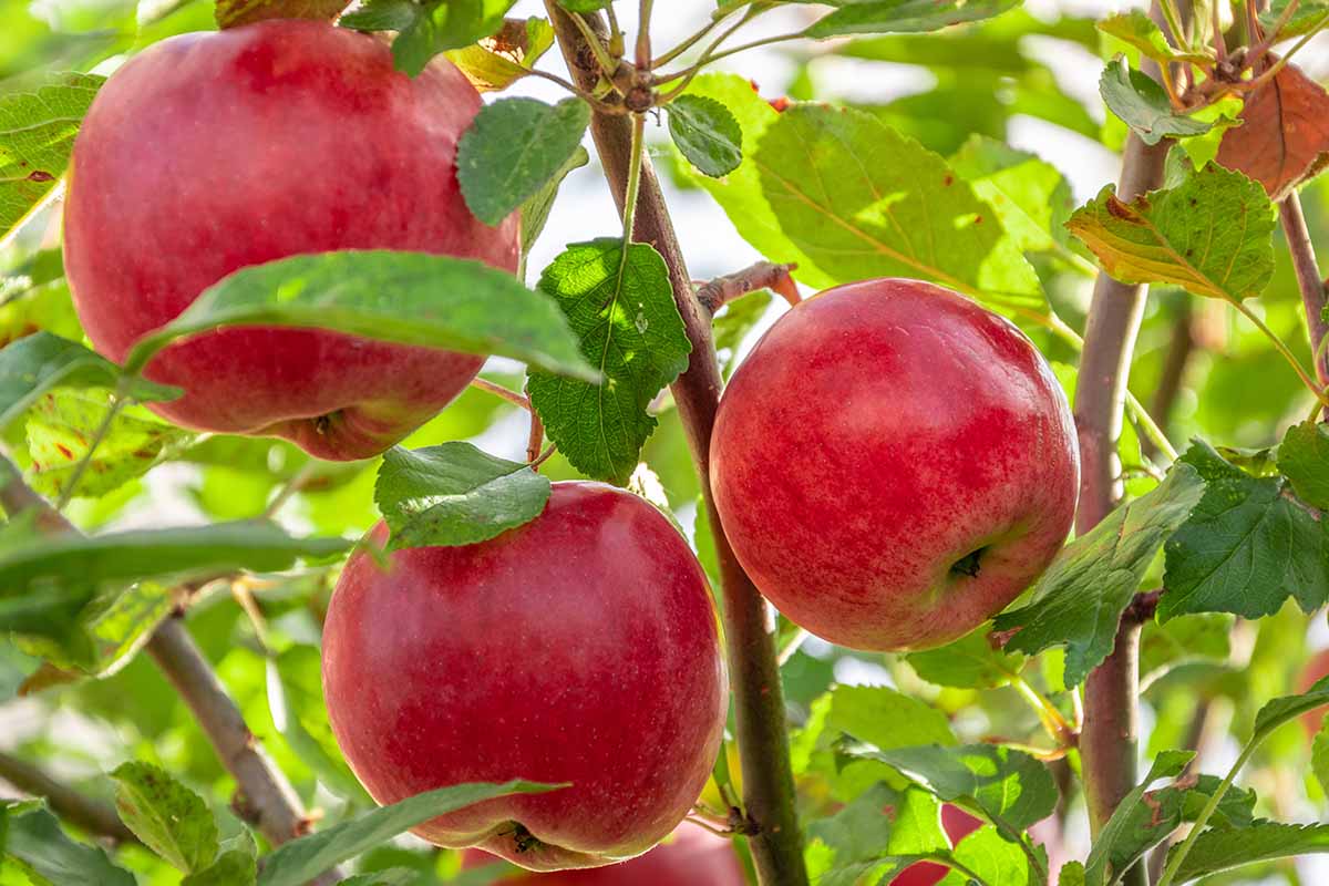 A close up horizontal image of ripe red apples growing in the garden pictured in light sunshine.