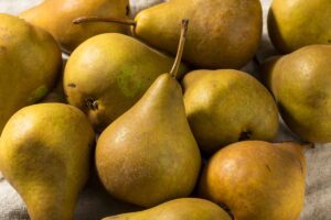 A close up horizontal image of 'Bosc' pears freshly harvested.