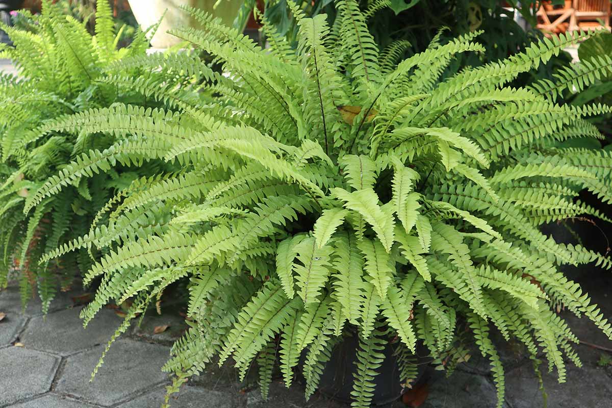 A close up horizontal image of potted Boston ferns set on a patio outdoors.
