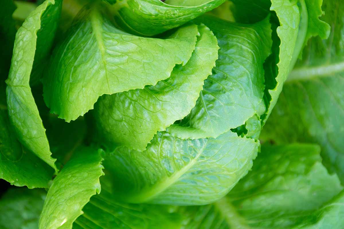 A close up horizontal image of a head of 'Parris Island Cos' lettuce growing in the garden ready to harvest.
