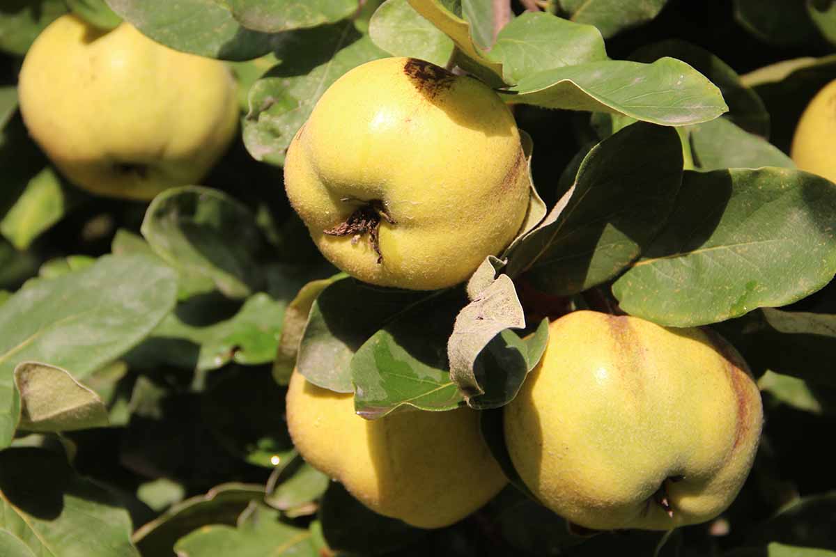 A horizontal close up of a tree full of ripe quince fruit.