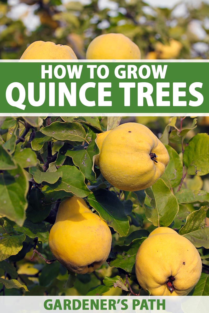 A vertical photo of a quince tree with ripe quince fruit. Green and white text span the center and bottom of the frame.
