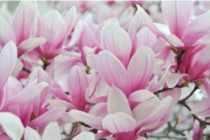 A horizontal close up photo of white and pink saucer magnolia blooms on a tree.