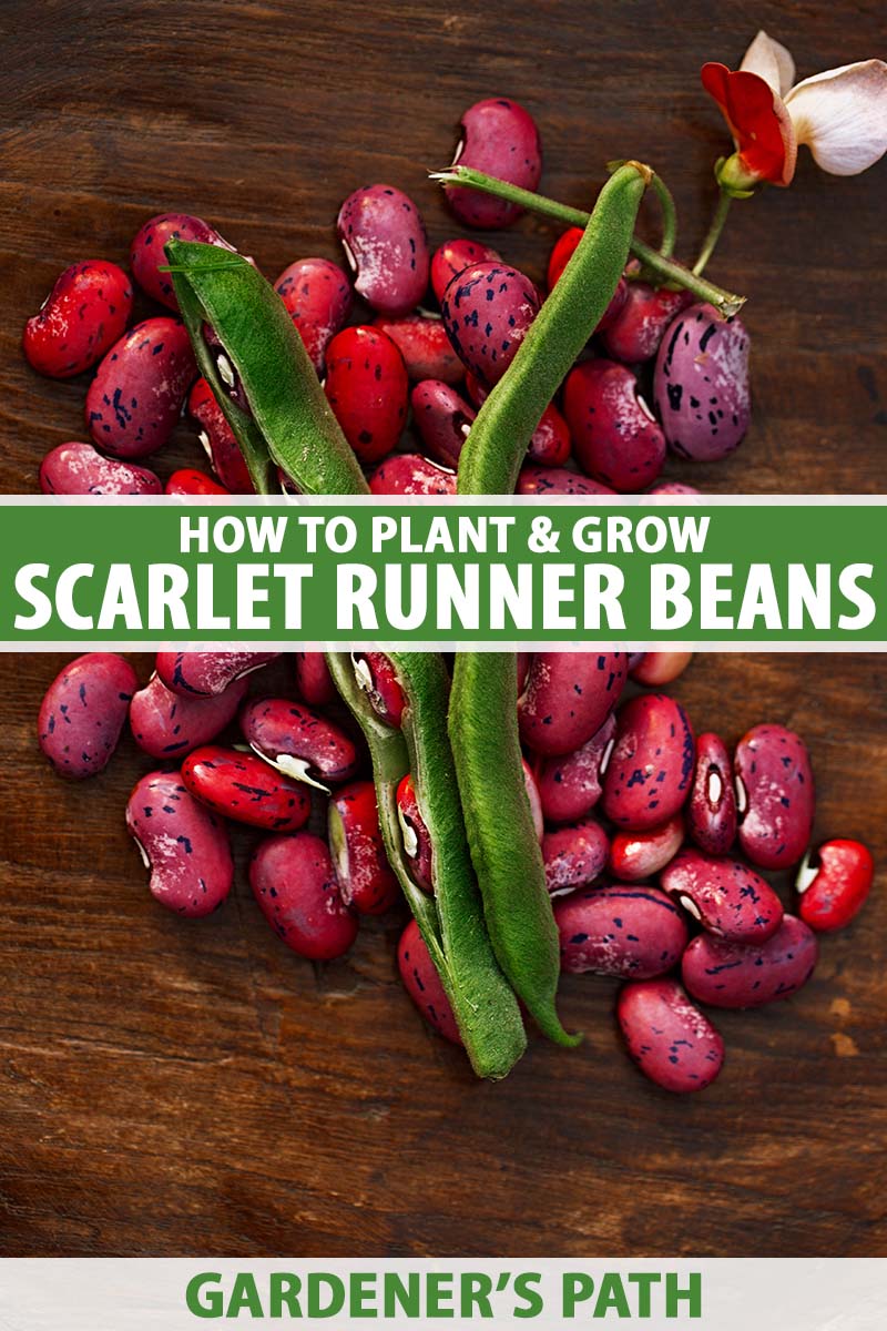 How to Plant and Grow Scarlet Runner Beans | Gardener’s Path