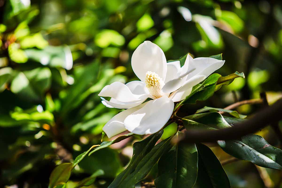 A close up horizontal image of a southern magnolia flower pictured on a soft focus background in light sunshine.