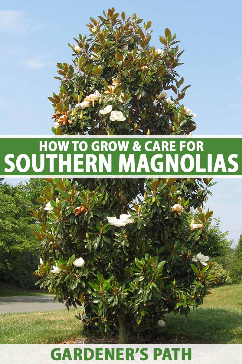 A vertical image of a large southern magnolia tree growing in a park pictured on a blue sky background. To the center and bottom of the frame is green and white printed text.