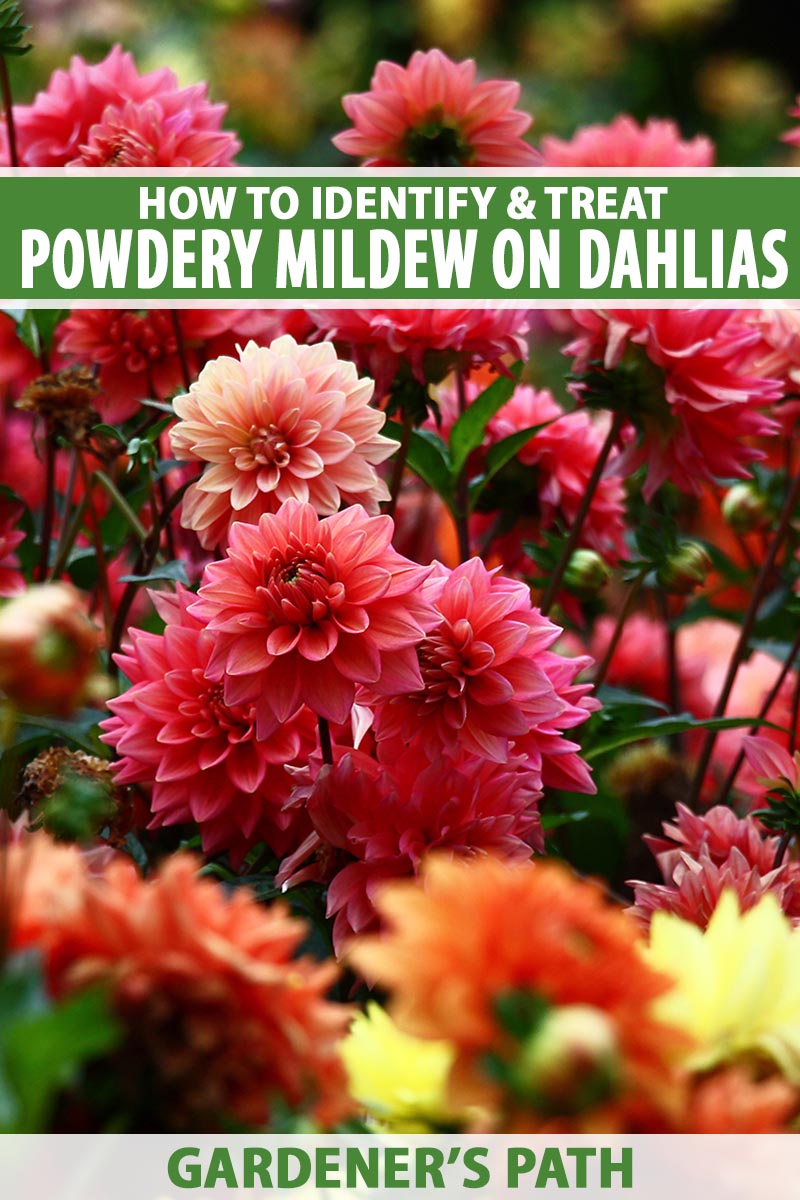 A close up vertical image of colorful dahlia flowers growing in the garden pictured on a soft focus background. To the top and bottom of the frame is green and white printed text.