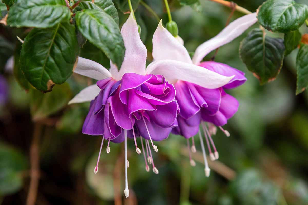 A horizontal photo close up of two purple fuchsia blooms pictured on a soft focus background.