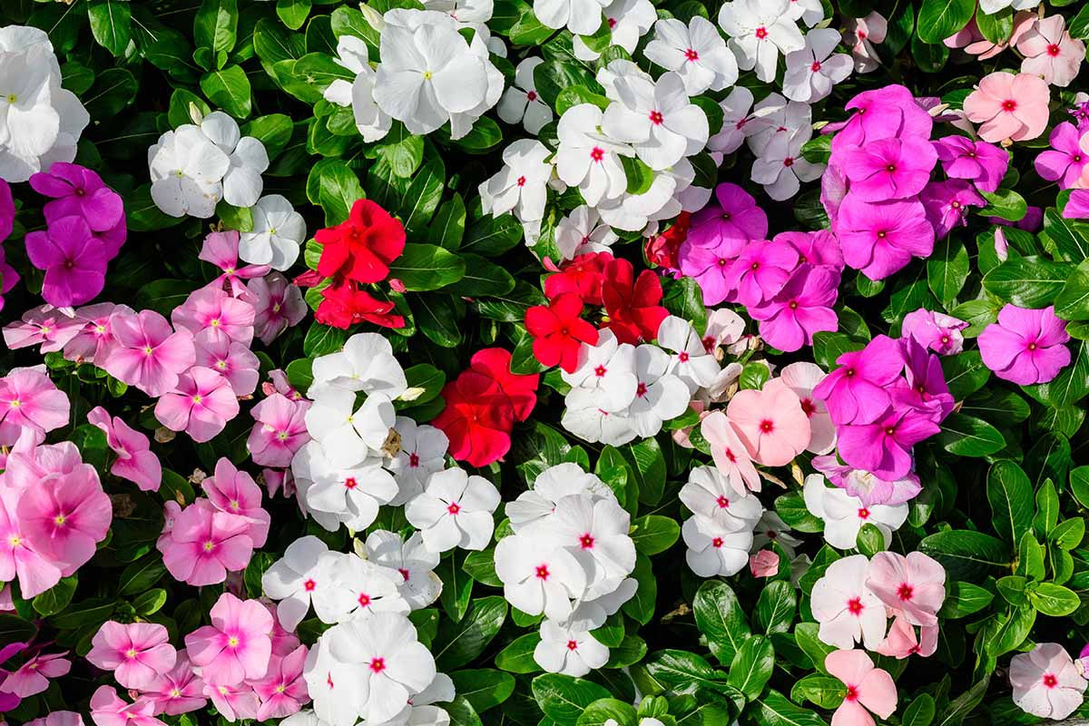 A horizontal close up shot of a mix of white, red, and pink impatiens blooms.