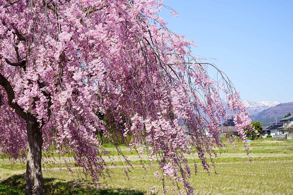 A horizontal image of a weeping cherry tree in full bloom with pink flowers on a sunny day with snow-capped mountains in the background.