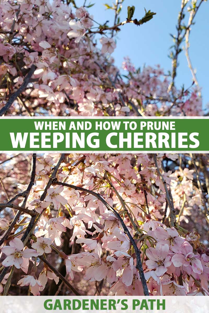 A close up vertical image of a weeping cherry tree in full bloom with sunlight coming through the flowers pictured on a blue sky background. To the center and bottom of the frame is green and white printed text.