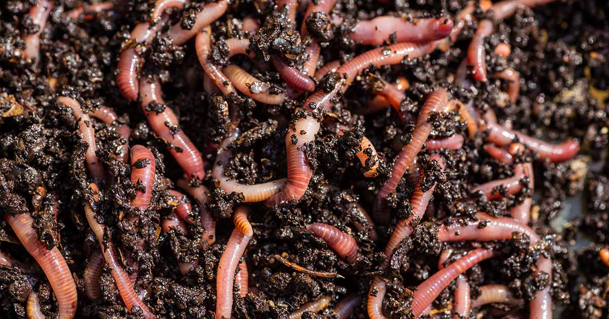 How to a Start Worm Farm at Home: Learn About Vermiculture
