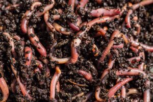A close up horizontal image of a mass of earthworms in a worm farm in moist soil.