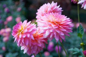 A close up horizontal image of bright pink dahlias in full bloom in the late summer garden pictured on a soft focus background.