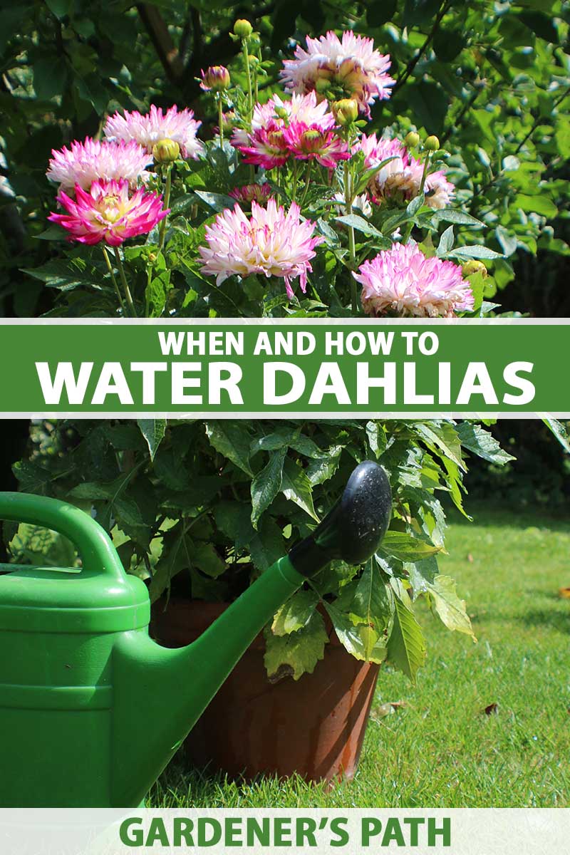 A close up vertical image of dahlia flowers growing in a terra cotta pot set on the lawn in the garden with a green watering can in the foreground, pictured in bright sunshine. To the center and bottom of the frame is green and white printed text.