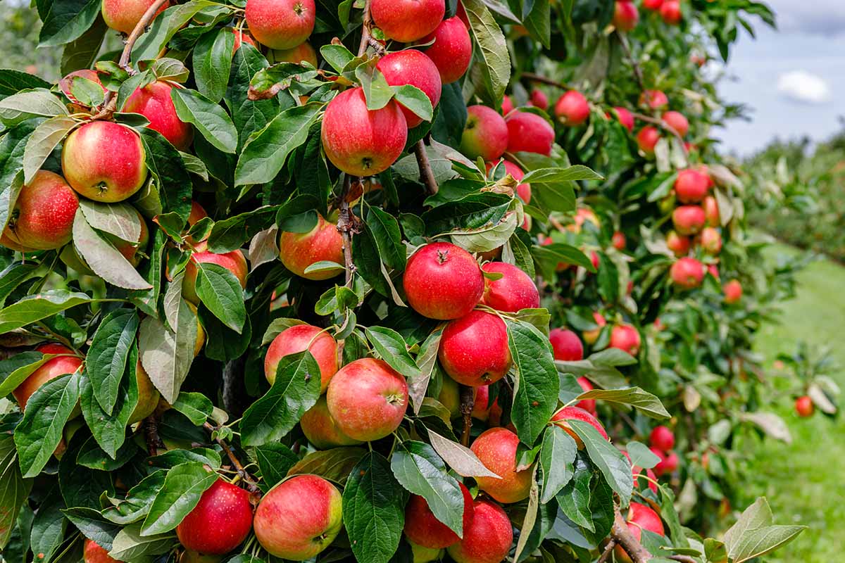 A horizontal image of ripe red apples on a tree in a large orchard.