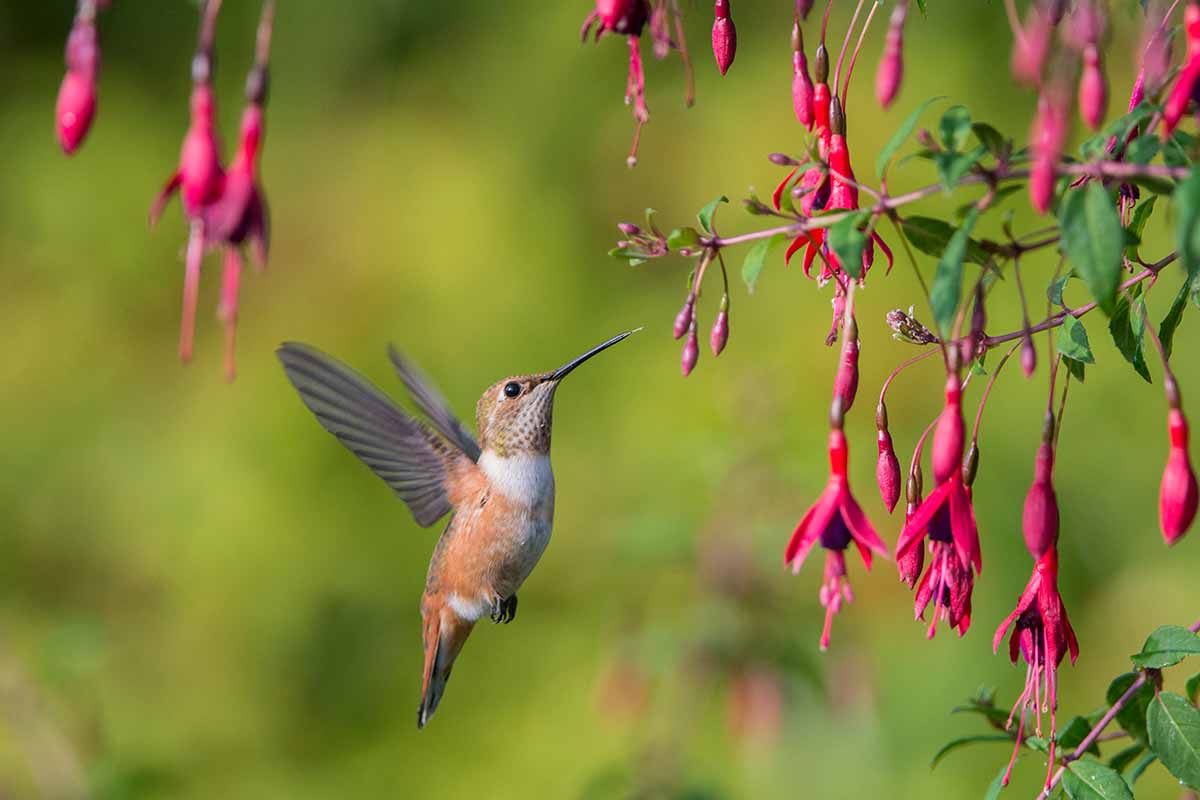 A horizontal image of a hummingbird feeding from flowers in the garden pictured on a soft focus background.