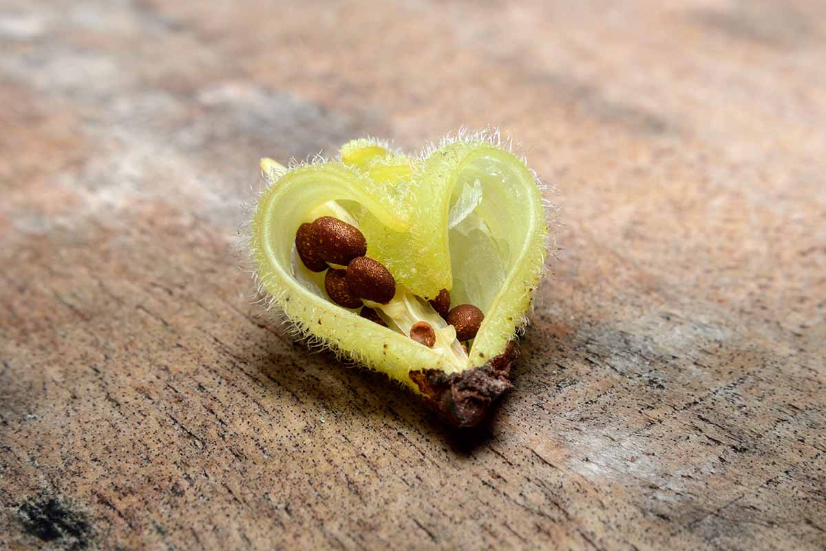 A horizontal close up of an impatiens seed pod on a wooden table background.