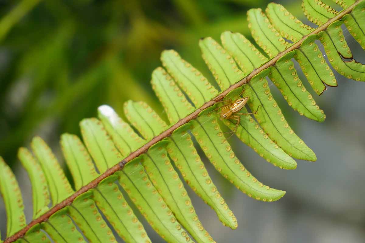 A close up horizontal image of the underside of a fern frond showing the spores and an insect making its way along the branch in the center.