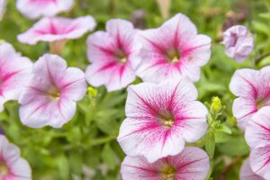 A close up horizontal image of pink and white petunia flowers growing in the garden pictured on a soft focus background.