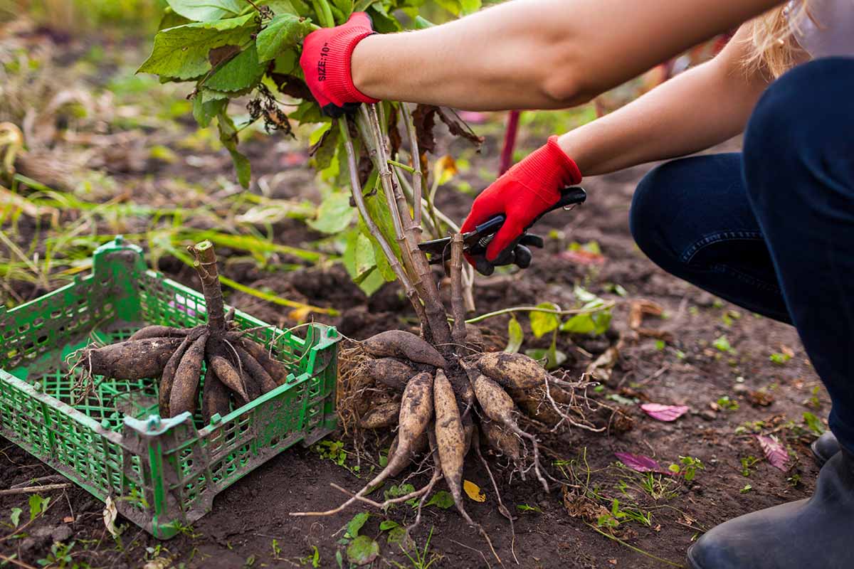 A horizontal image of a gardener wearing red gloves trimming the stems off of a large clump of dahlia tubers freshly dug from the garden.