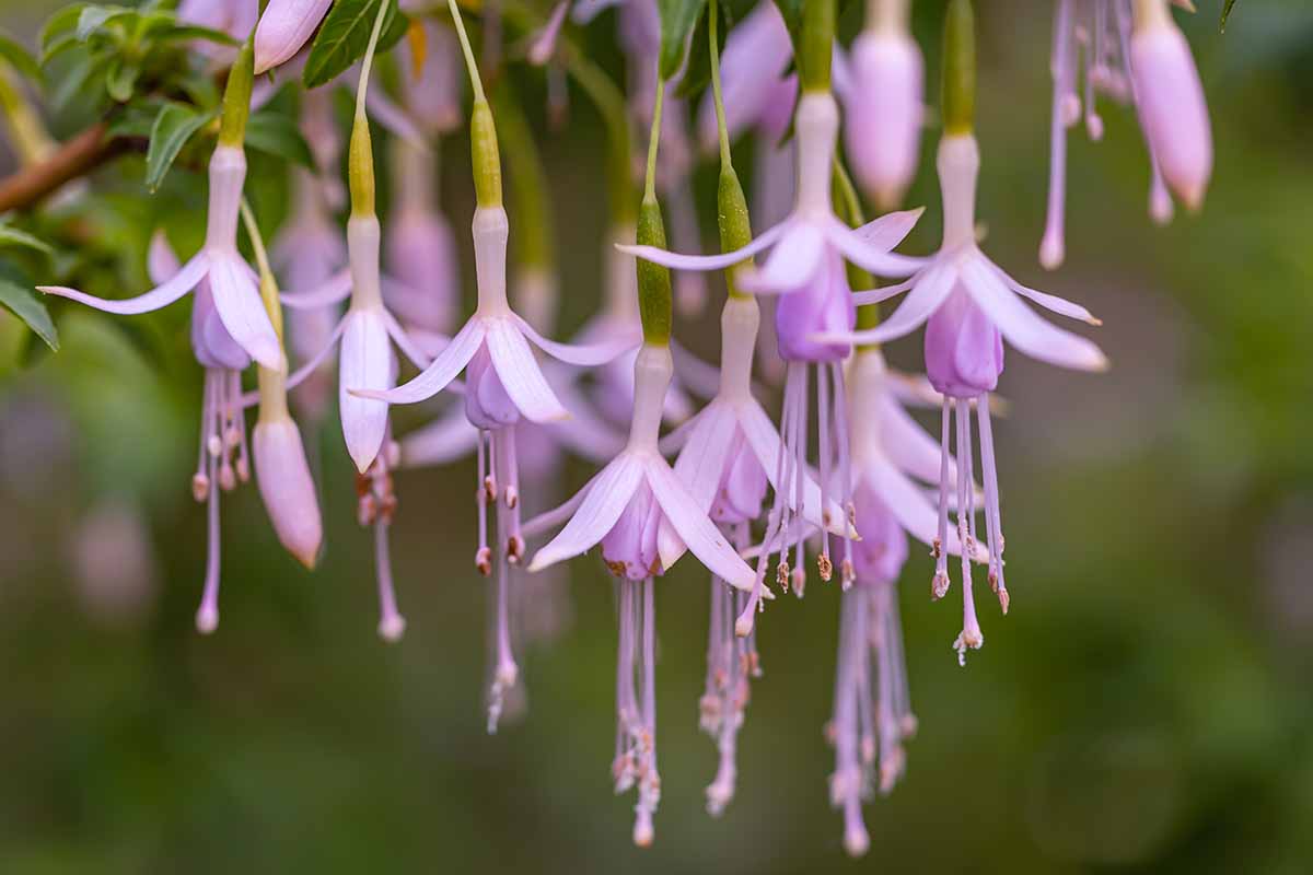 A horizontal photo close up of several light pink fuchsia flowers growing in a garden.