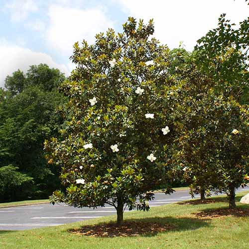 A square image of a single 'Little Gem' southern magnolia tree growing near a carpark.