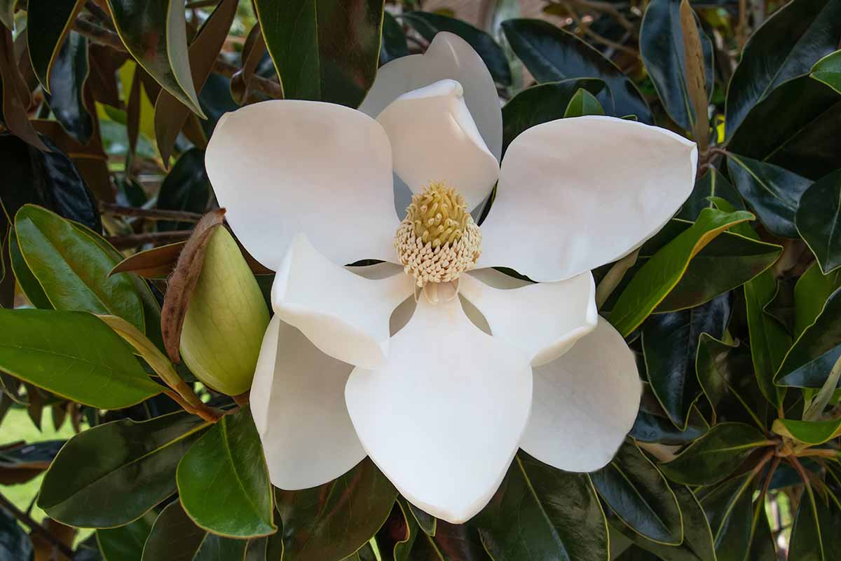 A close up horizontal image of a single 'Little Gem' southern magnolia flower growing in the garden.