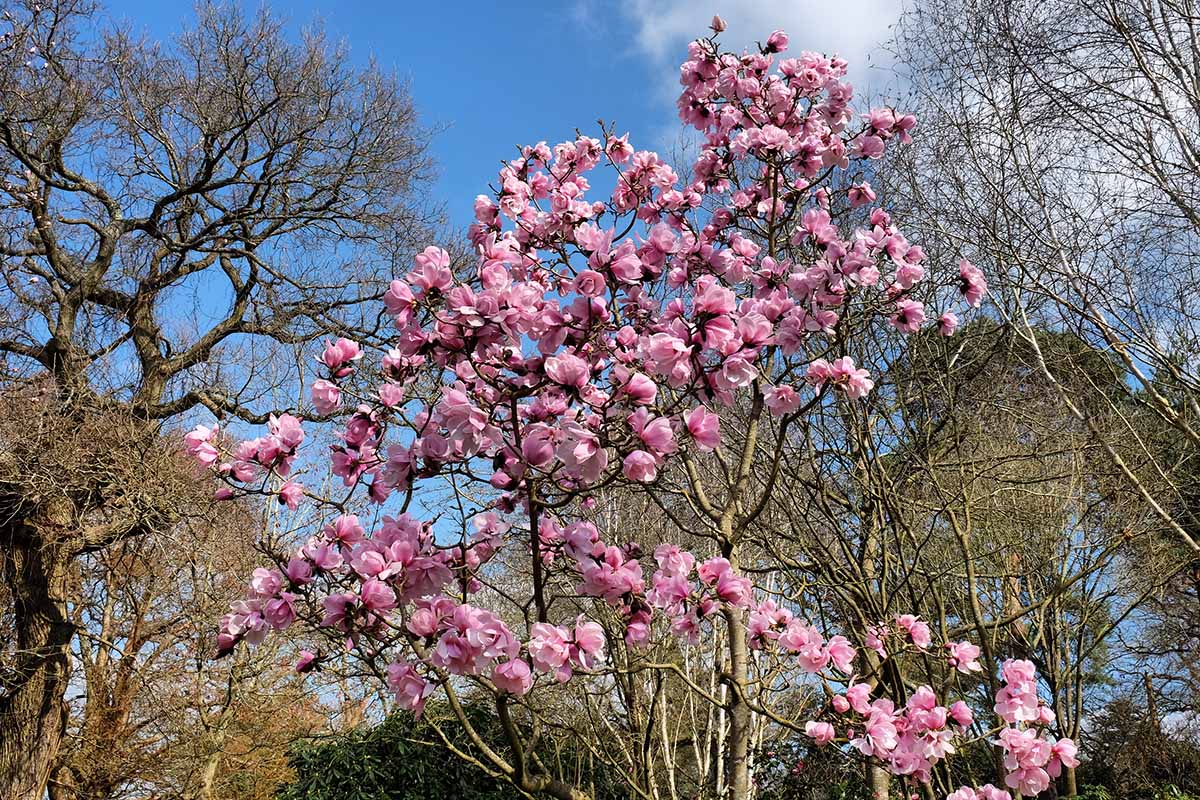A horizontal photo of a magnolia tree in full bloom on a sunny day set against a bright blue sky.