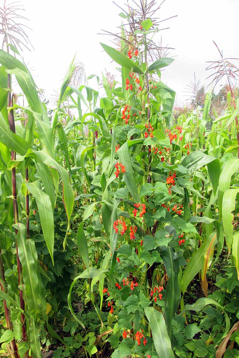 A close up vertical image of scarlet runner beans growing in a corn field using the corn as natural trellis.