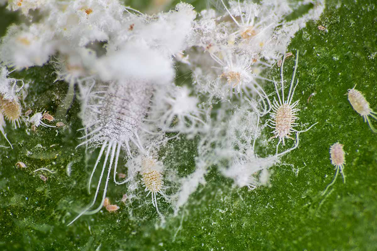 A horizontal image of a mealybug infestation on the surface of a leaf.