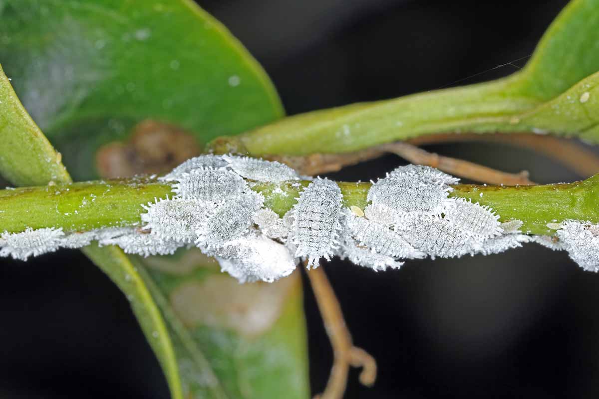 A horizontal image of a plant stem infested with mealybugs pictured on a soft focus background.