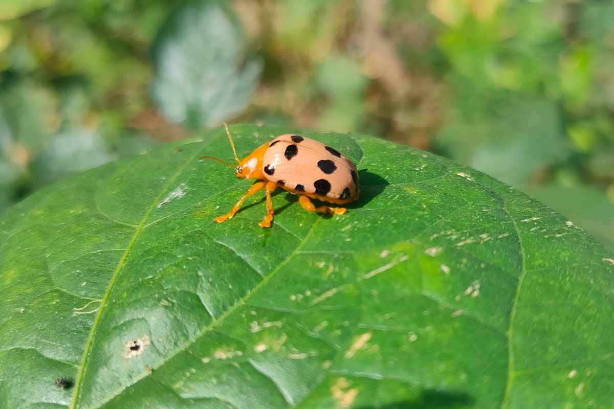 A close up horizontal image of a Mexican bean beetle on a leaf pictured in bright sunshine.